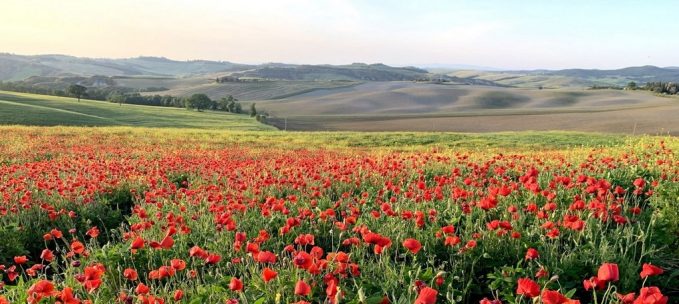 Pieve a Castello: Flowers & Golden Orioles trip