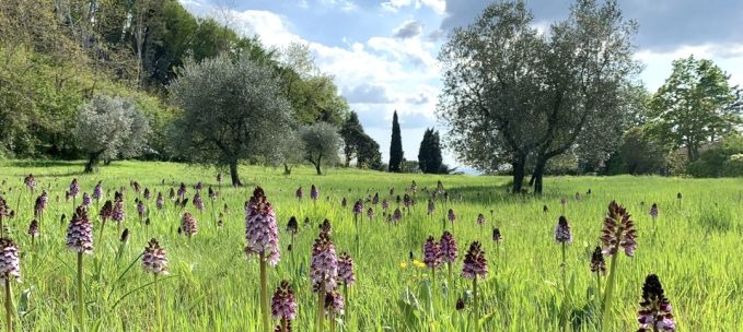 Pieve a Castello: Flowers & Golden Orioles trip