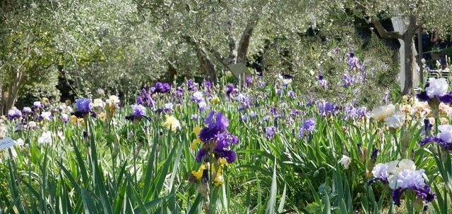 Pieve a Castello: Flowers & Golden Orioles trip